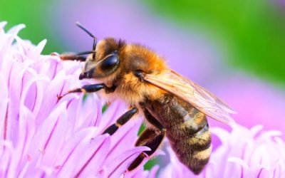 Propiedades del veneno de abeja