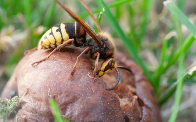 Remedios caseros para las picaduras de avispa