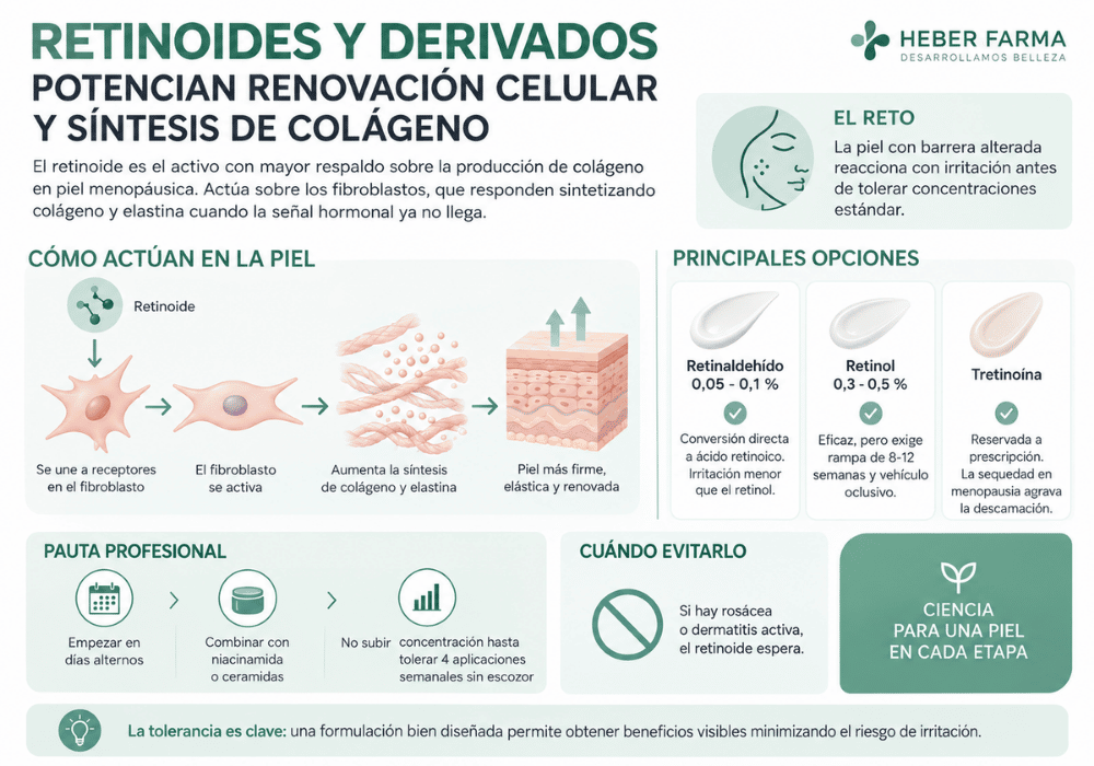 Retinoides y derivados potencian renovación celular y síntesis de colágeno